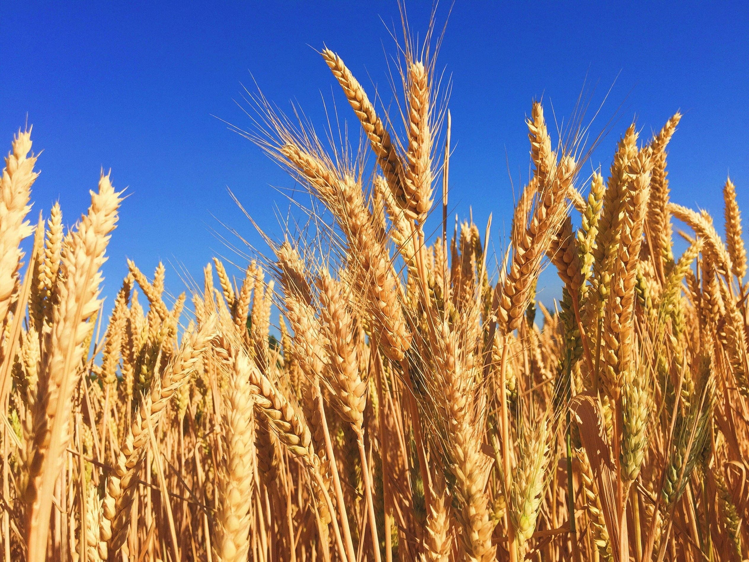 Close up of a green barley plant