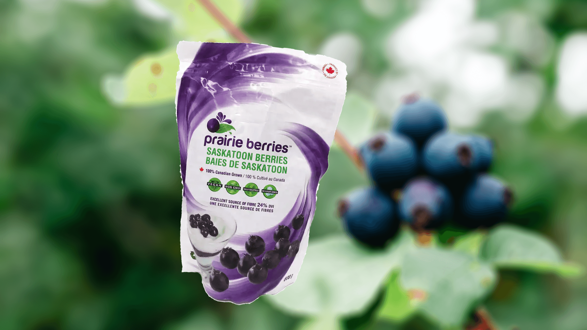 A bag of frozen saskatoon berries against a blurred berry background