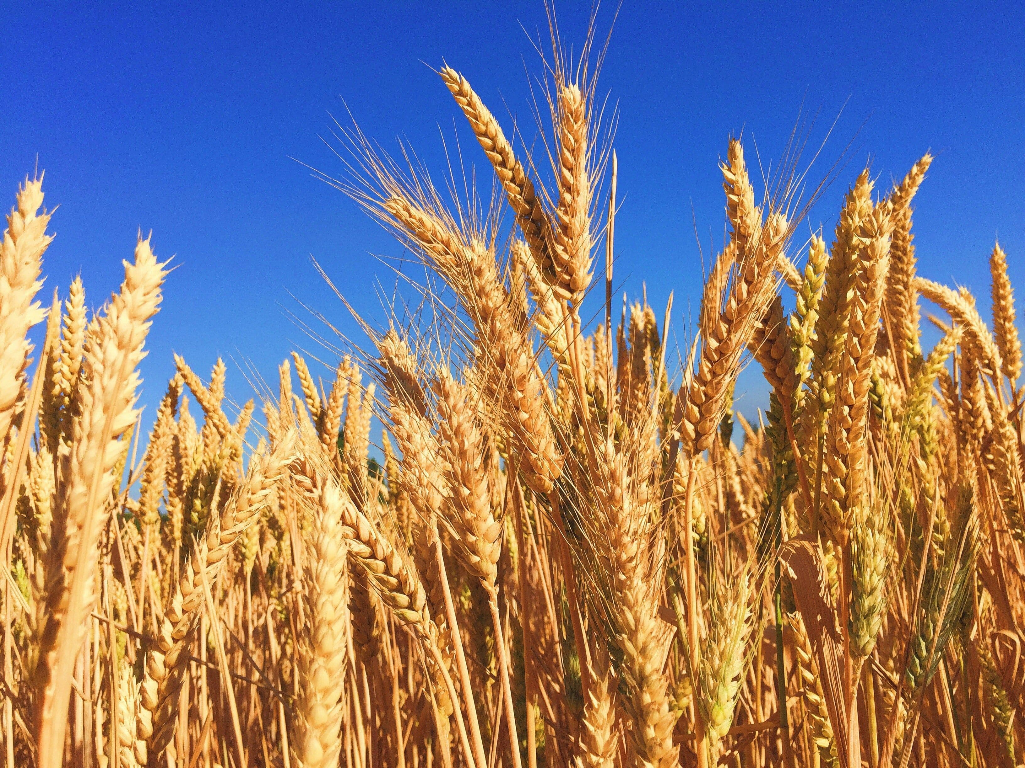 Close up of a green barley plant