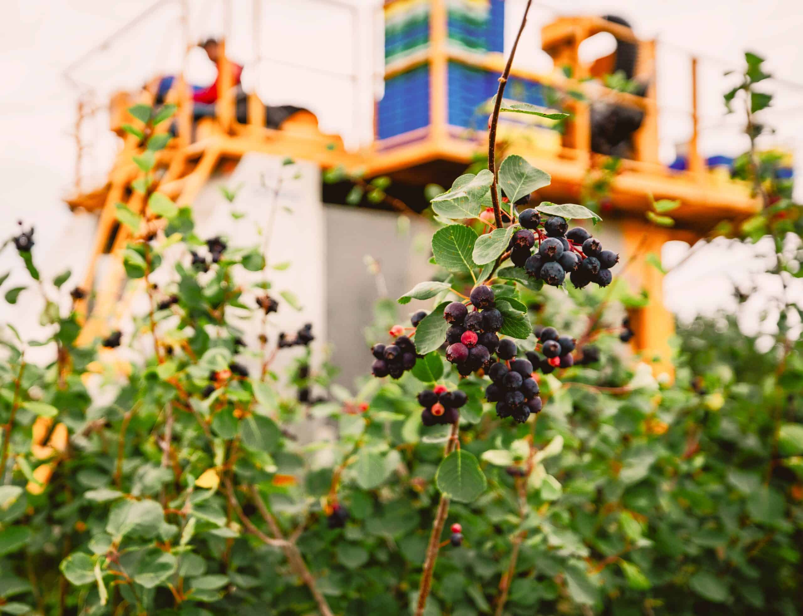 image of saskatoon berries