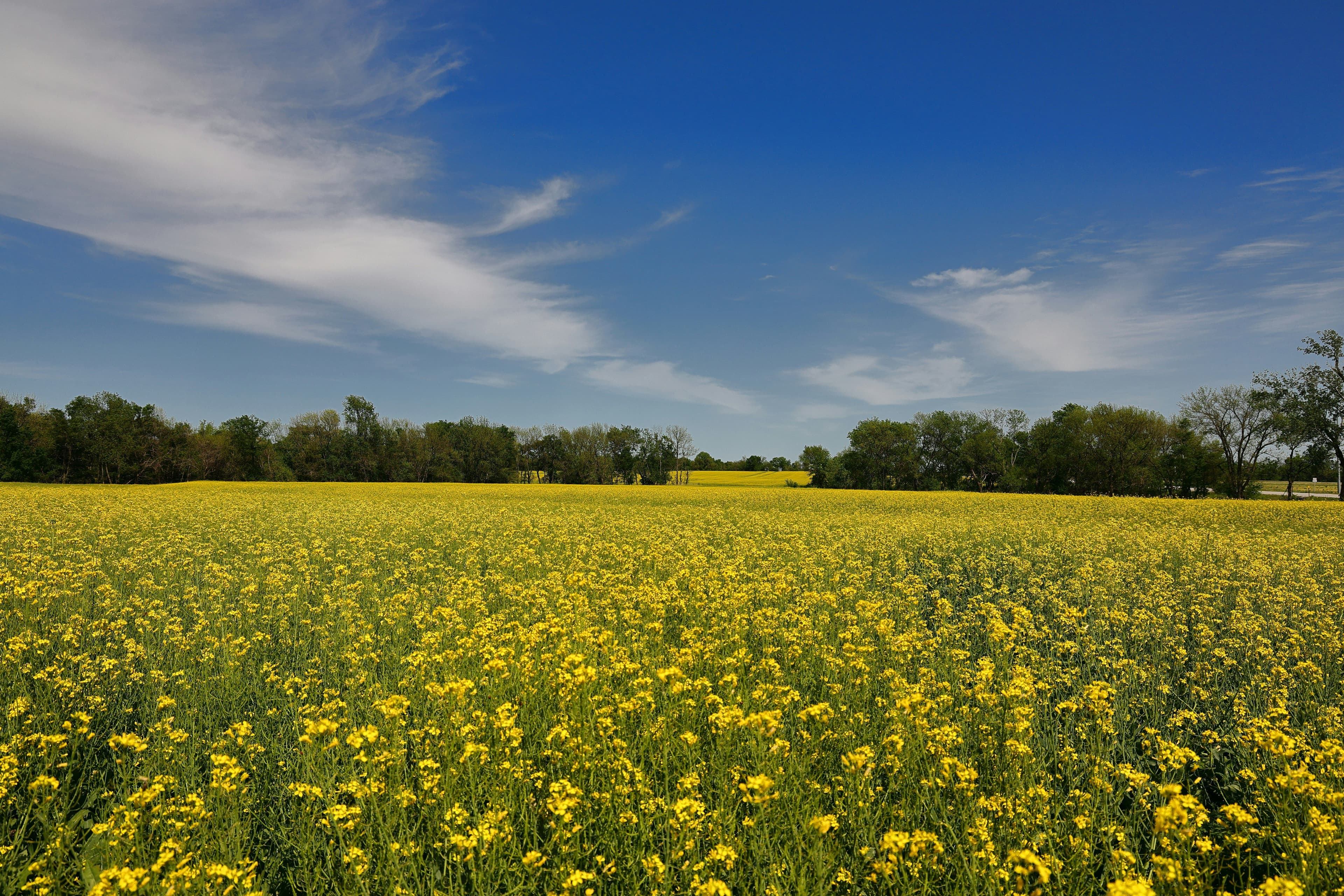 Close up of Canola
