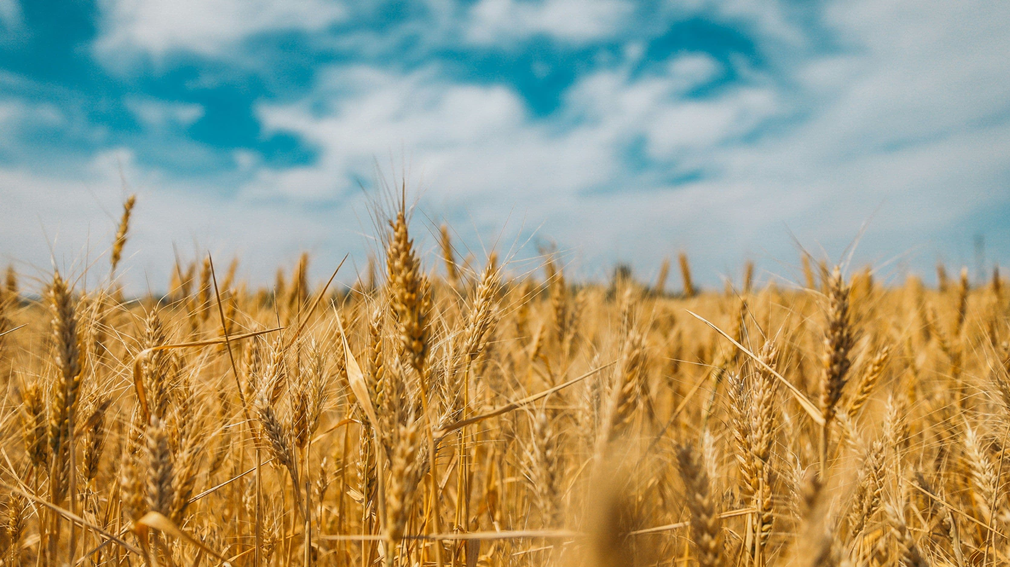 Close up of golden oats